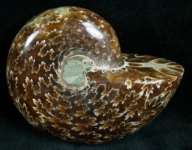 Big Bodied Desmoceras Ammonite - #7363